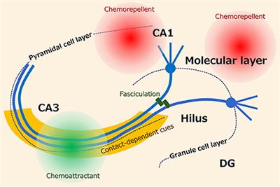 The Molecular and Cellular Mechanisms of Axon Guidance in Mossy Fiber Sprouting